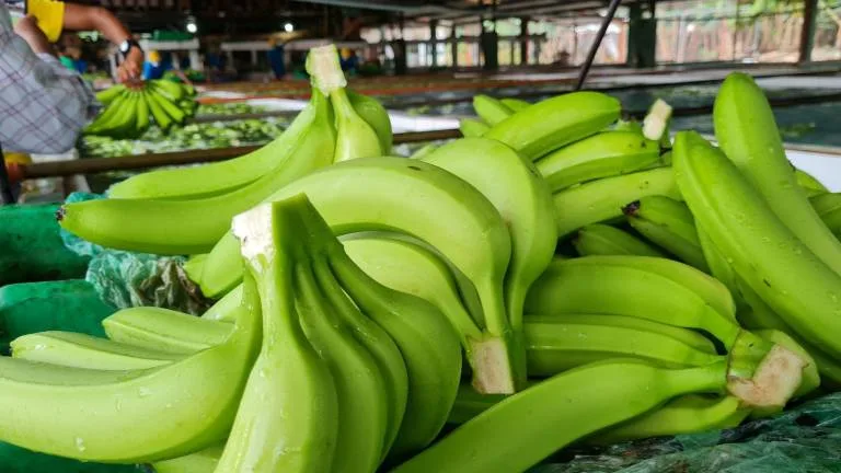 Sector agro lidera crecimiento exportador en Colombia