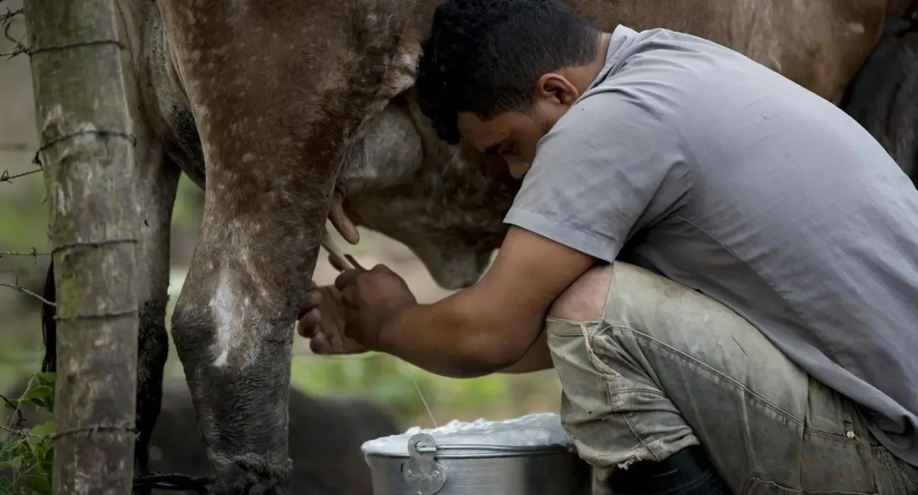 El Gobierno dejará de comprar 90 mil litros de leche diarios