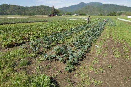 Internacional: Una calculadora basada en una hoja de cálculo ayuda a los agricultores orgánicos a usar fertilizantes de manera más eficiente