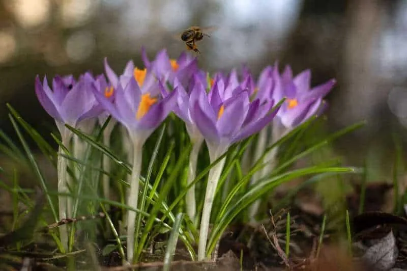 Internacional: La UE busca más ayuda para la disminución de las poblaciones de abejas