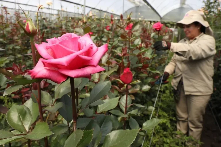 Internacional: La venta de flores sube un 11 % en San Valentín pese a los precios y las cosechas