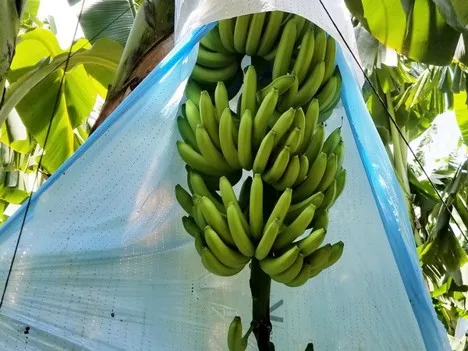 Internacional: La oferta de banano sigue siendo baja en muchas regiones