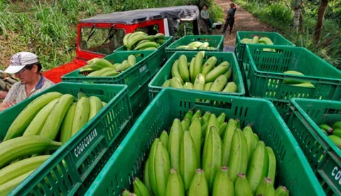 Internacional Colombia: Moko, la enfermedad causada por una bacteria que ataca cultivos de plátano y banano