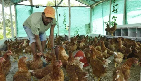 Internacional: Propagación de gripe aviar empeora y afecta especialmente a las gallinas ponedoras