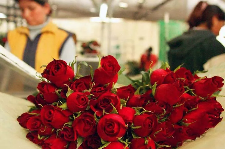 San Valentín 2023 reventó las exportaciones de flores