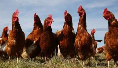 ARGENTINA: Evalúan tecnología para incrementar la producción de huevos en invierno