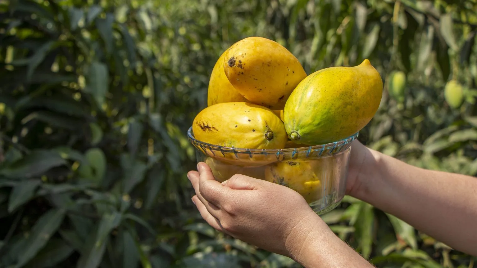 “Gota de miel”, la variedad de mango más dulce de Ecuador
