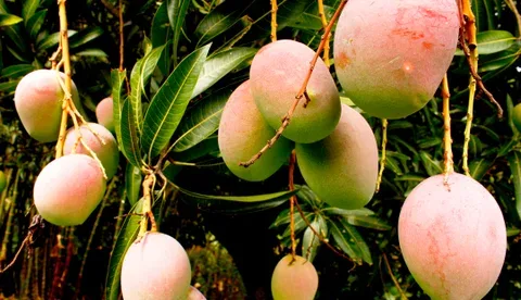 Internacional Colombia: Marañón, fríjol guandúl, yuca y mango, algunos cultivos con potencial para este 2023