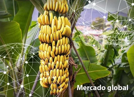 Resumen del mercado global de la banano y el plátano