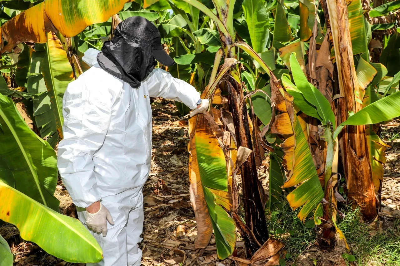 Más países en alerta ante la presencia de Fusarium en Venezuela