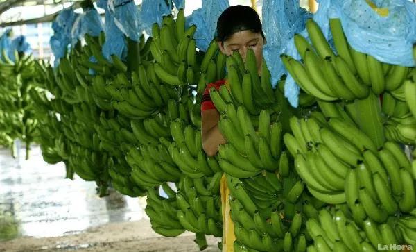 ECUADOR: Se fijan 60 días para integrar Agricultura y Producción