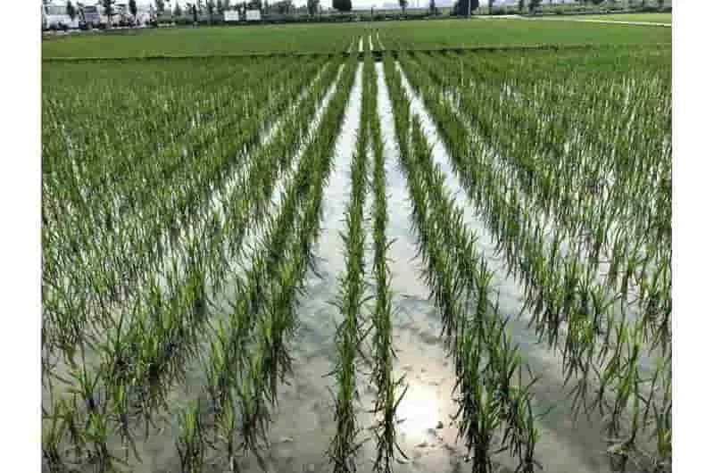 INFORME TÉCNICO: Cómo mejorar rendimiento y calidad del arroz