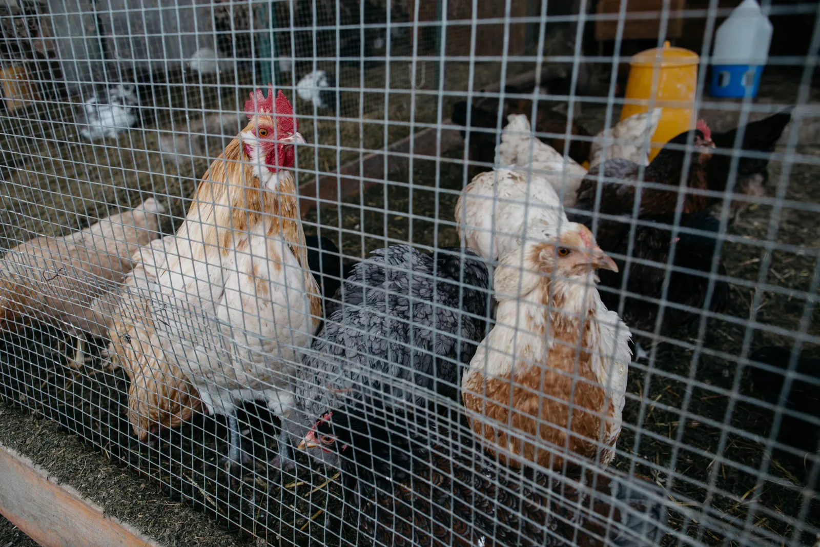 Internacional: "La caída en importaciones se debe a que producir pollo en Colombia es más barato"
