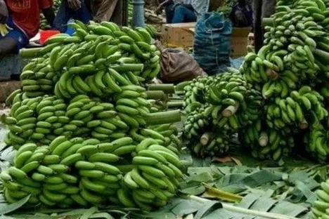 Internacional: Senegal podría mejorar la promoción de su sector bananero