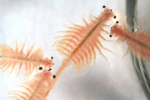Ecuador tendrá un nuevo centro de producción de Nauplios de Artemia