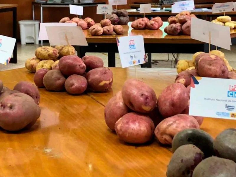 Nueva tecnología en papa busca bajar costos de producción