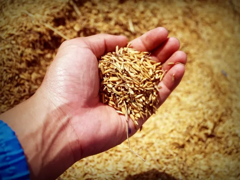 Internacional: Un estudio demuestra que el hierro potencia el sistema inmunitario del arroz