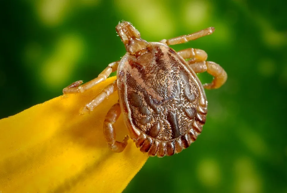 Conociendo al enemigo - La garrapata común del ganado (Rhipicephalus microplus)