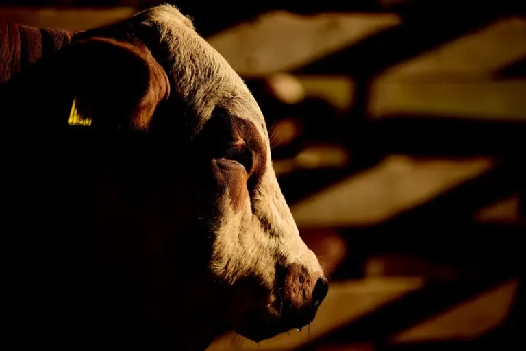 Internacional: Brasil suspende sus exportaciones de carne a China tras el caso de “vacas locas” detectado