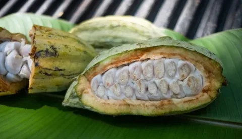 INTERNACIONAL: PROMPERÚ impulsa el cacao blanco en Europa