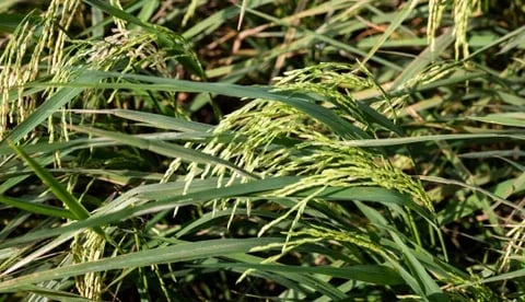 Internacional Colombia: Fedearroz desarrolló una plataforma que predice el clima para la siembra de cultivos