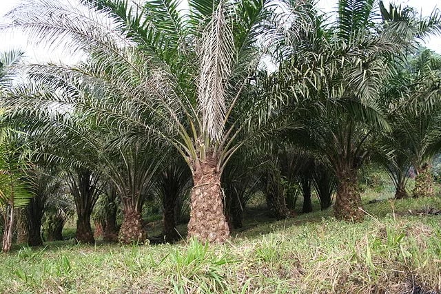 Palmicultores esperan apoyo del Gobierno contra la pudrición de cogollo