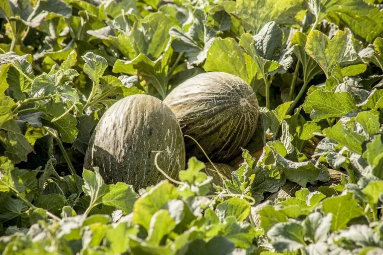 Internacional: Descubren cómo un hongo aumenta el hierro en el melón y el pepino