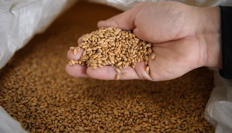 Internacional Colombia: Gremio arrocero teme a posible sobreoferta temporal si productores no planean siembra
