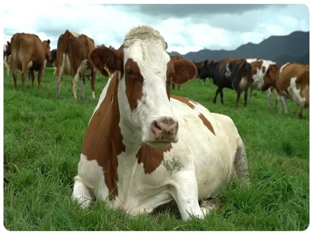 Internacional: Colombia obtiene el reconocimiento cómo país libre de Perineumonía Contagiosa Bovina por la OMSA