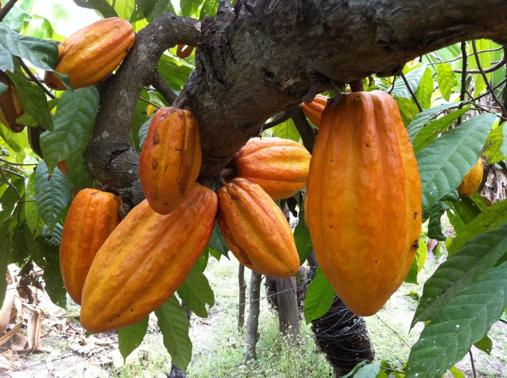ECUADOR: Abren convocatoria para elegir el cacao de excelencia 2026
