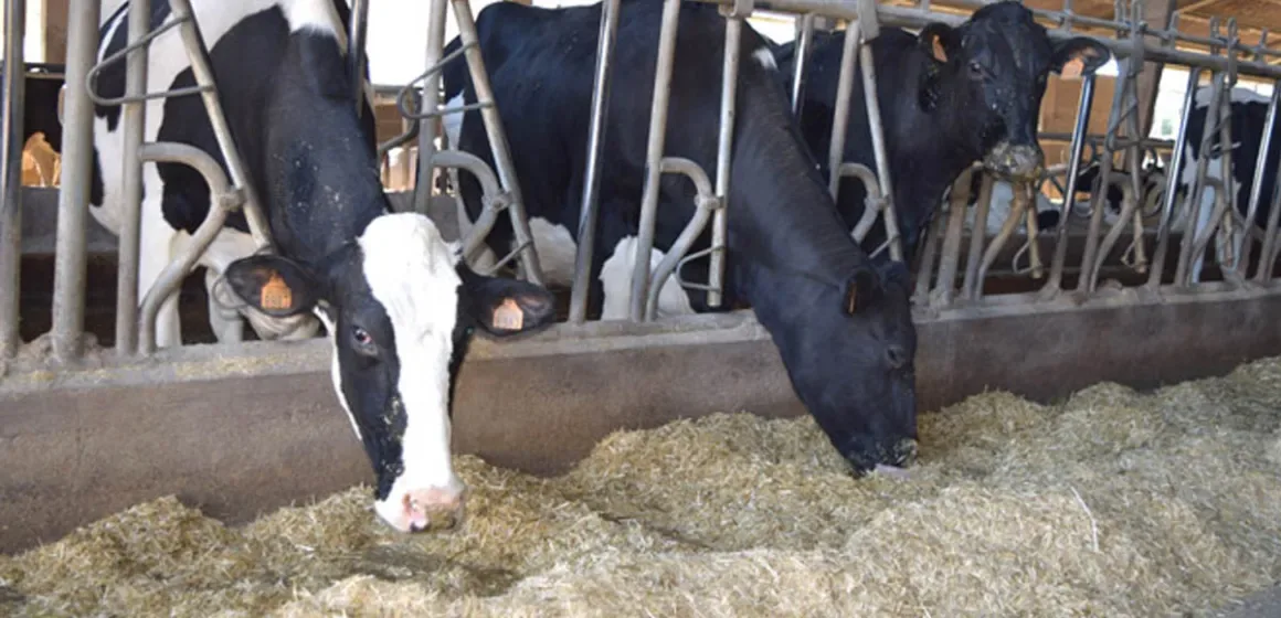 Estrés calórico en el ganado lechero: Alternativas de manejo ambiental y nutricional