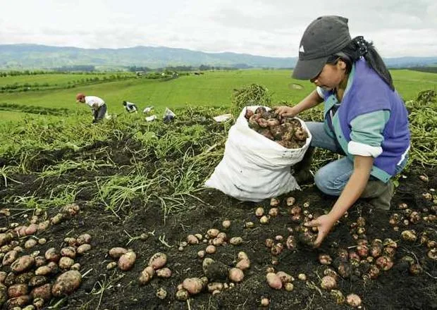 ECUADOR: Mañana se conmemora el Día Mundial de la Alimentación