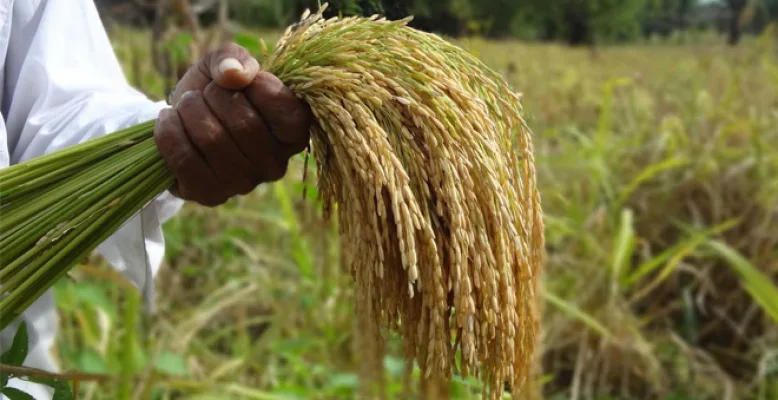 Arroceros colombianos preocupados por apertura de fronteras de Perú y Ecuador para ingreso del grano
