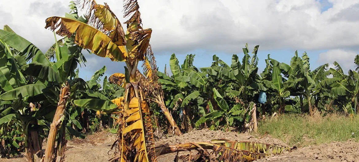 Productores de banano a la espera de medidas fuertes contra fusarium