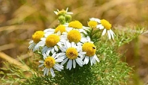 Ecuador celebrará el primer congreso de plantas medicinales