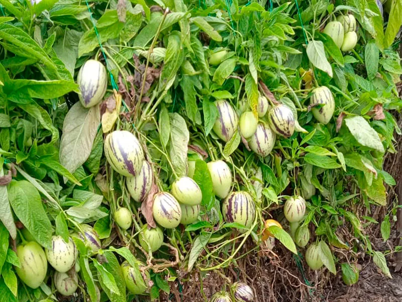 Pepino dulce del Carchi busca compradores