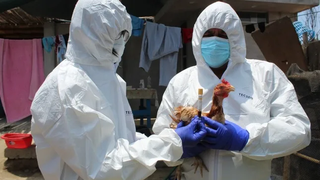 Internacional: Se amplía emergencia sanitaria por influenza aviar en aves domésticas