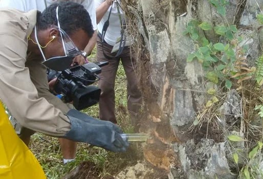 Plaga amenaza en desaparecer las palmas cocos
