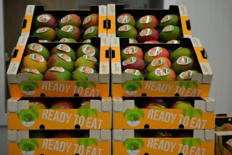 Internacional: "El mercado del mango parece estar recuperándose de la situación causada por el exceso de oferta"