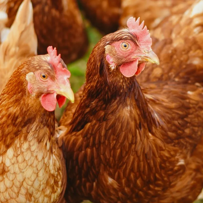 Internacional: La prueba rápida de salmonella está preparada para acelerar la seguridad alimentaria en las aves de corral