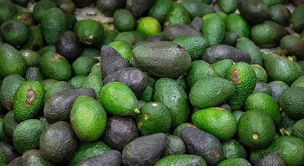 Internacional: Extracción de aceite de aguacate: un mercado muy prometedor