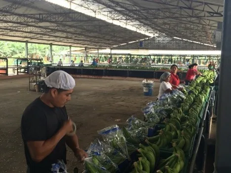 Internacional: ¿Han alcanzado su pico los precios del banano?