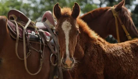 Los aspectos que debe tener en cuenta para realizar un destete oportuno en caballos