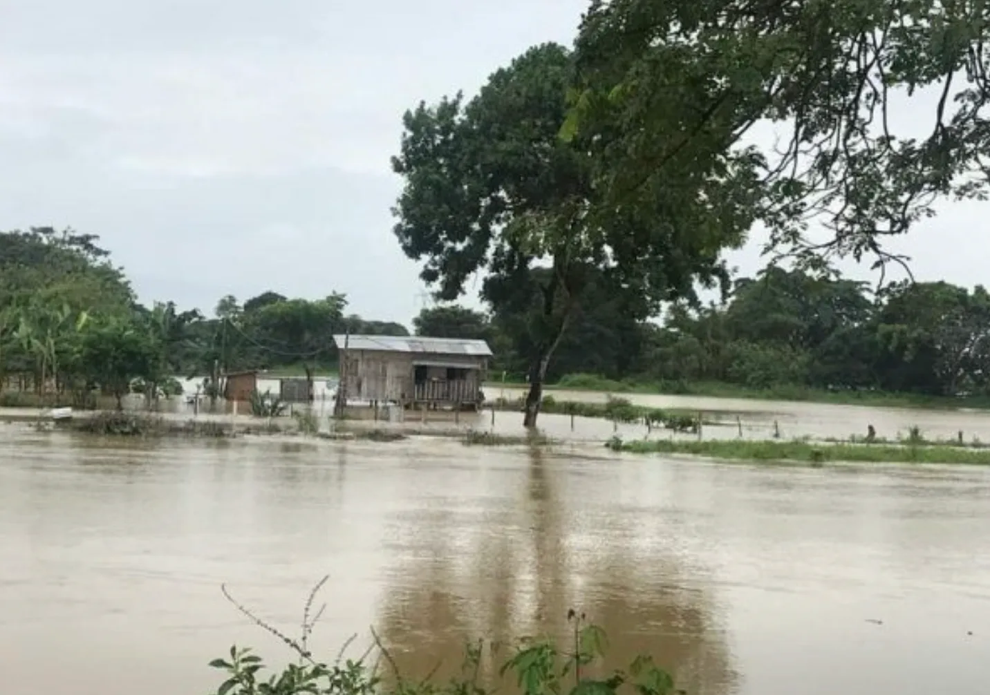 Las constantes lluvias podrían acabar con la producción de arroz