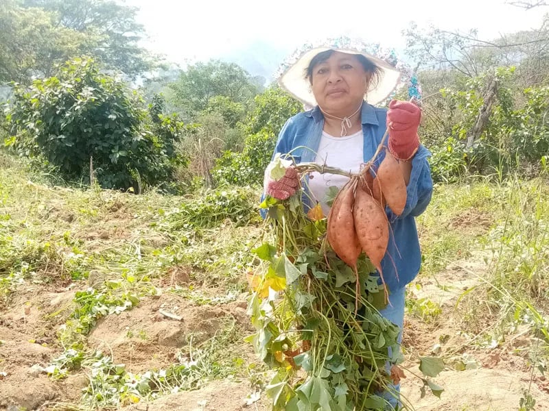 Camote anaranjado, tendrá en Manabí, un lugar en donde se le dará valor agregado