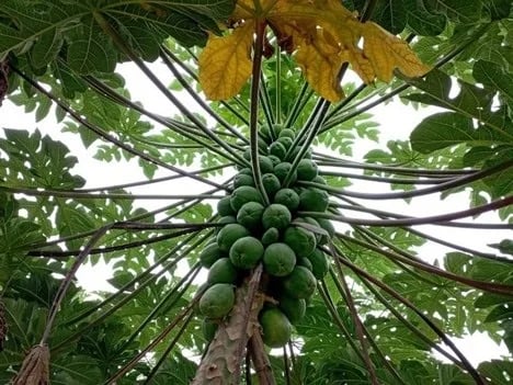 La papaya lidera el "boom" de las frutas exóticas en el Reino Unido, con un aumento de ventas del 160%