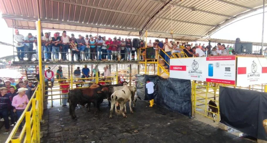 ‘El martillazo’ toma fuerza en la comercialización de ganado