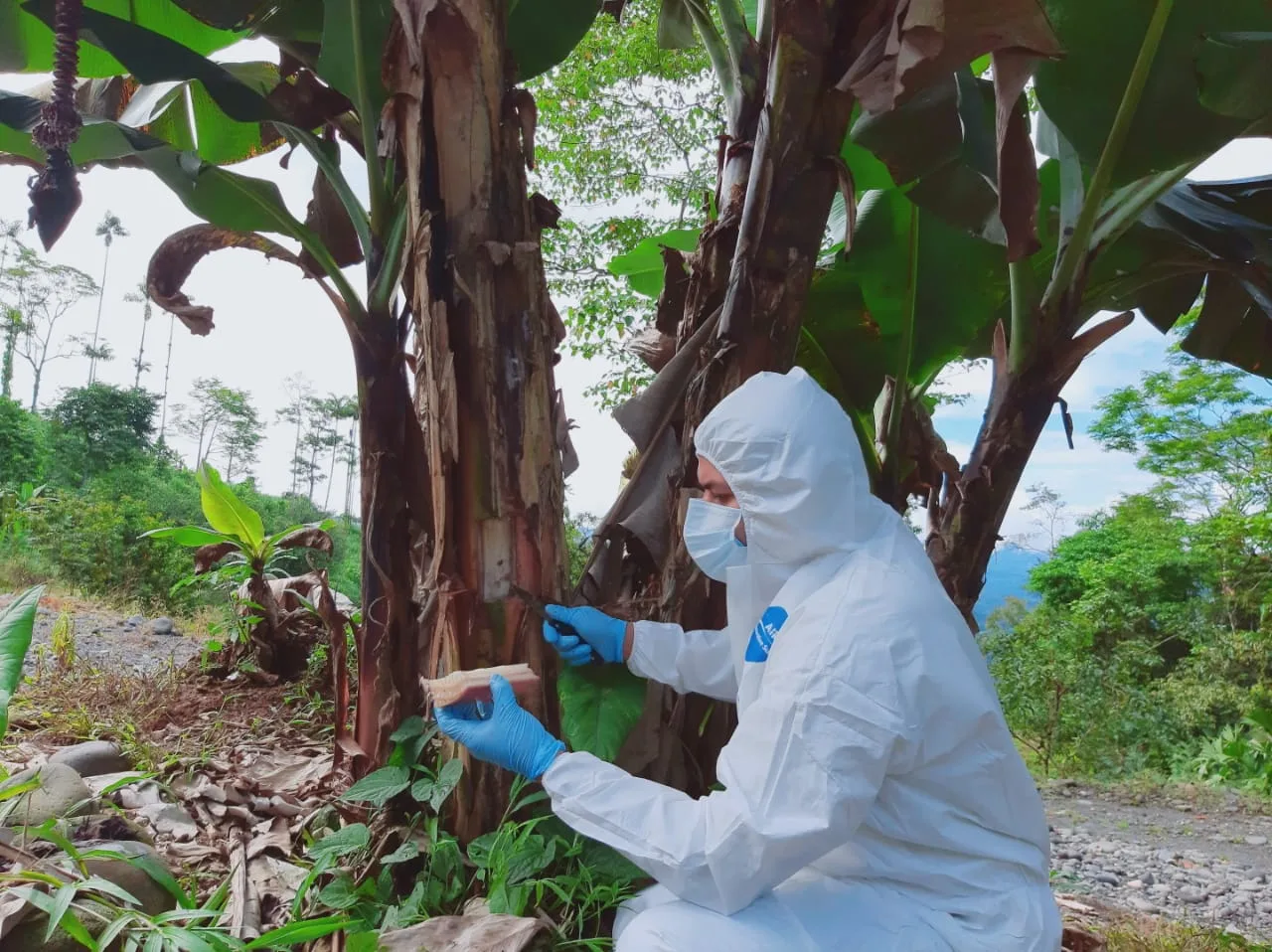 Ecuador continúa con alertas para evitar la entrada de fusarium