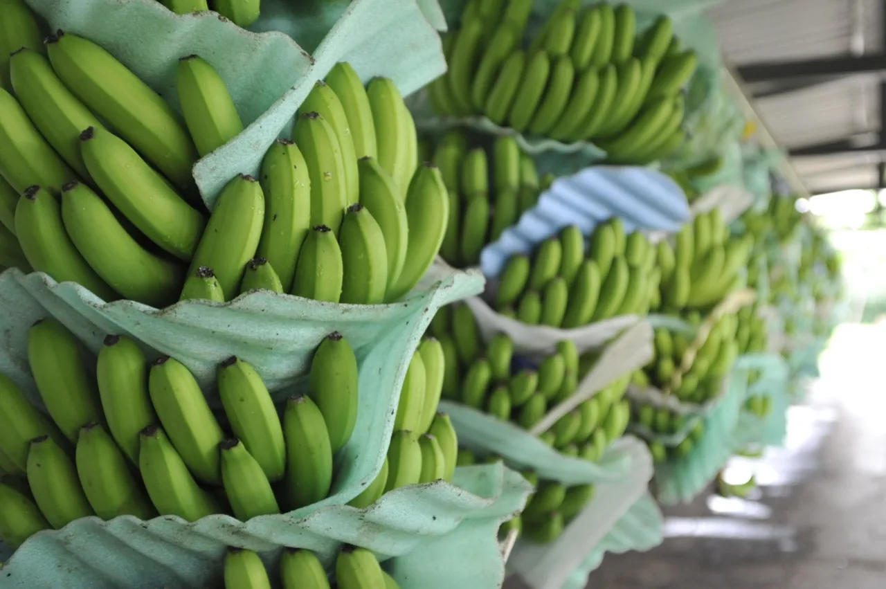 Ecuador incrementó sus exportaciones de banano un 6,01% en marzo
