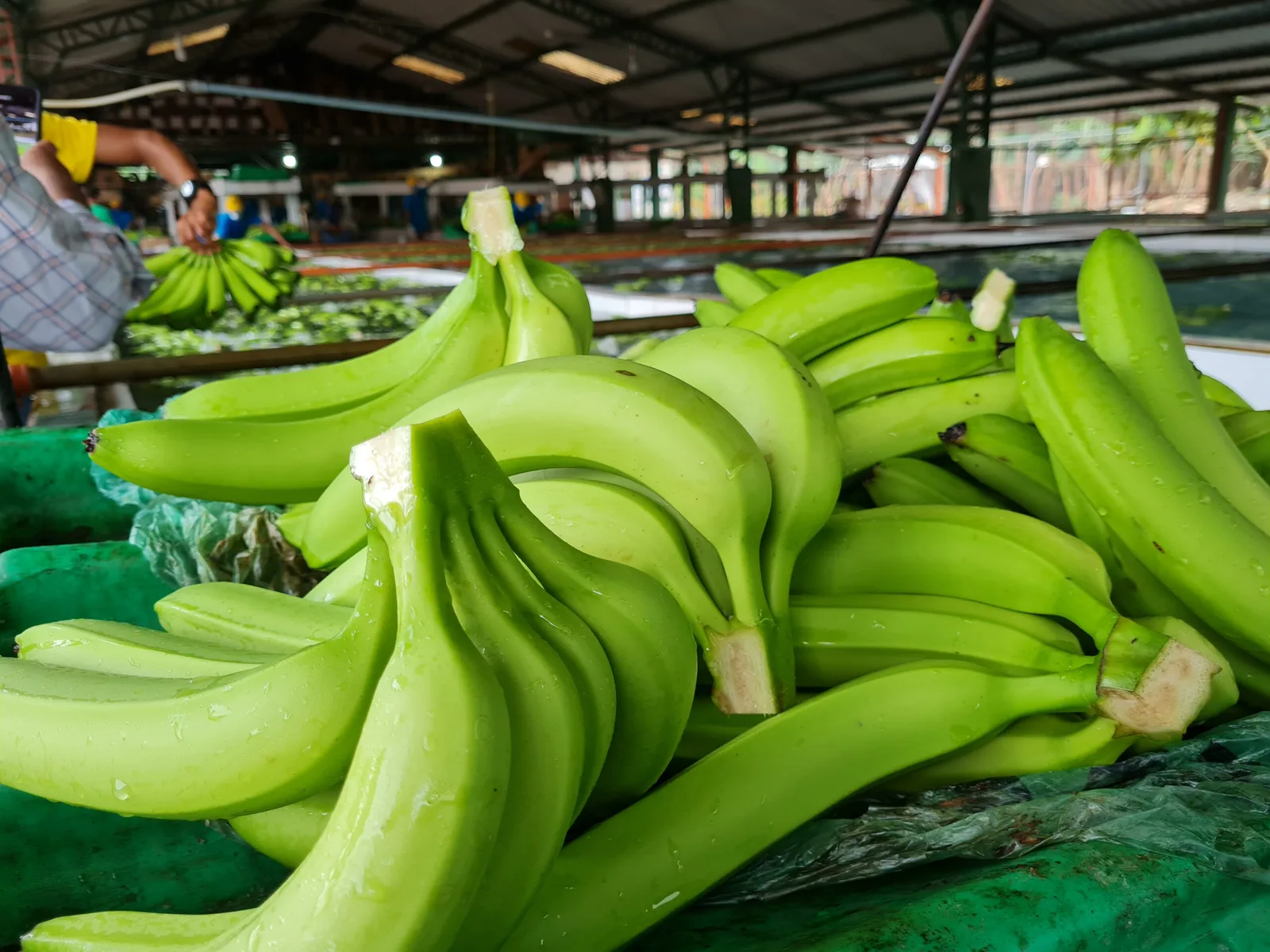 El banano, un producto de relevancia económica en el mundo, también tiene su día